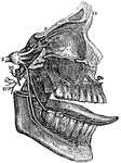 A distribution of the fifth pair of nerves. Labels: 1, The orbit for the eye. 2, The upper jaw. 3, The tongue. 4, The lower jaw. 5, The fifth pair of nerves (trigemini). 6, The first branch of this nerves that passes to the eye. 9, 10, 11, 12, 13, 14, Division of this branch. 8, The third branch that is distributed to the tongue and teeth of the lower jaw. 23, The division of this branch (gustatory). 24, The division that is distributed to the teeth of the lower jaw.