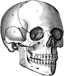 The human skull. Labels: 1, frontal lobe; 2, parietal lobe; 3, temporal lobe; 4, the sphenoid bone; 5, ethmoid bone; 6, superior maxillary (upper jaw) bone; 7, malar bone; 8, lachrymal bone; 9, nasal bone; 10, inferior maxillary (lower jaw) bone.