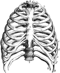 The thorax. Labels: a, the sternum. b to c, the true ribs; d to h, the false ribs; g, h, the floating ribs; i, k, dorsal vertebrae.