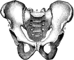 The pelvis. Labels: a, the sacrum; b, the right and the left innominatum.