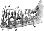 The teeth of a 6 and a half year old child. Label: I, the incisors; O, the canine; M, the molars; the last molar is the first permanent teeth; F, sacs of the permanent incisors; C, of the canine; B, of the bicuspids; N, of the second molar; the sac of the third molar is empty.