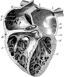 The chambers of the heart. Labels: A, right ventricle; B, left ventricle; C, right auricle; D, left auricle; E, tricuspid valve; F, bicuspid valve; G, semilunar valves; H, valves of the aorta; I , inferior vena cava: K, superior vena cava; L, pulmonary veins.