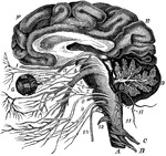 The brain and the origin of the twelve pairs of cranial nerves. Labels: F, E, the cerebrum; D, the cerebellum, showing the arbor vitae; G, the eye; H, the medulla oblongata; A, the spinal cord; C and B, the first two pairs of spinal nerves.
