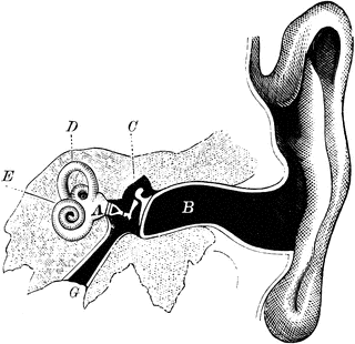 Ear | ClipArt ETC