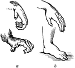 The power possessed by the hand of a human is chiefly depended upon the size and power of the thumb, which is more developed in humans than it is in the highest apes. The thumb of the human hand can be brought into exact opposition to the extremities of all the fingers, whether singly or in combination; while in those quandrumana which most nearly approach man, the thumb is so short, and the fingers are so weak that they can never be opposed to each other with any degree of force. The human foot is, in proportion to the side of the whole body, larger, broader, and stronger than that of any other mammal.