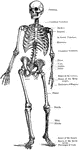 This human anatomy ClipArt gallery offers 825 illustrations of the human skeletal system, including images of both the axial skeleton and the appendicular skeleton. The human axial skeleton includes 80 bones formed by the vertebral column (spine), the thoracic cage (e.g., ribs, sternum), and the skull. The axial skeleton is responsible for the upright position of the body. The human appendicular skeleton is composed of 126 bones formed by the pectoral girdles, the upper and lower limbs, and the pelvic girdle. These bones function in locomotion as well as protection of vital organs.