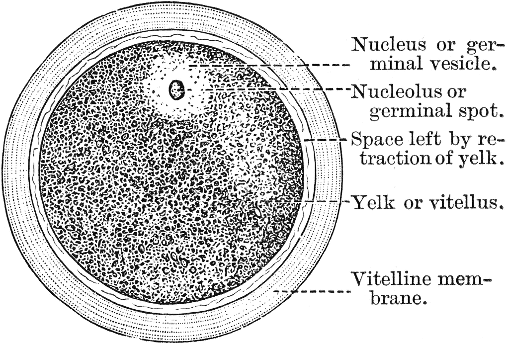 egg cell diagram