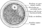 The diagram of a human ovum, showing the parts of an animal cell.
