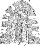 A vertical section of an intestinal villus of a cat. Labels: a, the striated basilar border of the epithelium; b, columnar epithelium; c, goblet cells; d, centrai lymph vessel; e, unstriped muscular fibers; f, adenoid stroma of the villus in which are contained lymph corpuscles.