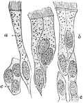 Ciliated epithelium from the human trachea. Large fully formed cell. Labels: b, shorter cell; c, developing cells with more than one nucleus.