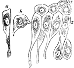Epithelium of the bladder. Labels: a, one of the cells of the first row; b, a cell of the second row; c, cells in situ, of first, second, and deepest layer.