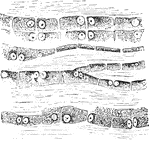 The cells in the tendons are arranged in long chains in the ground substance separating the bundle of fibers, and are more or less regularly quadrilateral with large round nuclei containing nucleoli, which are generally places so as to be contiguous in two cells. Show is the caudal tendon of young rat. Note arrangement, form, and structure of tendon cells.