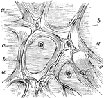 Tissue of the jelly of Wharton from a umbilical cord. Labels: a, connective tissue corpuscles; b, fasciculi of connective tissue; c, spherical formative cells.
