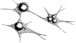 Branched connective tissue corpuscles, developing into fat cells.