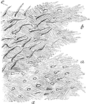 Lamellae torn off from a decalcified human parietal bone at some depth from the surface. Labels: a, lamellae, showing reticular fibers; b, darker part, where several lamellae are superposed; perforating fibers. Apertures through which perforating fibers has passed, are seen especially in the lower part of the figure.