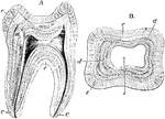 Longitudinal section (A) and transverse section (B) of a human molar tooth. Labels: c, cement; d, dentine; e, enamel; v, pulp cavity