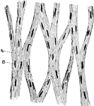 Unstriped muscle, or plain muscle, forms the proper muscular coats. Shown is a plexus of bundles of unstriped muscle cells from the pulmonary pleura of the guinea pig. Labels: A, branching fibers; B, their long central nuclei.