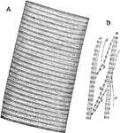 A. Portion of a medium sized human muscular fiber. B. Separated bundles of fibrils equally magnified. Labels: a, larger, and b, smaller collections; c, still smaller; d, smallest which could be detached, possibly representing a single series of sarcous element.