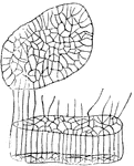 Portion of a muscle fiber of Dytiscus, showing network very plainly. One of the transverse networks is split off, and some of the longitudinal bars are shown broken off.