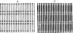 Diagram of the appearance in fresh muscle fiber. Labels: A, At low focus (B) the muscle columns appear dark and in a line with the granules, sarcoplasm light. At high focus (A) the sarcoplasm is dark, muscle columns light, and two rows of granules appear in a line with the sarcoplasm and alternating with the muscle columns.