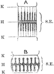 Diagram of a sarcomere in a moderately extended condition, A, and in a contracted condition, B. K, Krause's membranes; H, plane of Henson; S.E., poriferous sarcous element.
