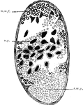 Transverse section of the ramus visceralis of the vagus of skate. Labels: v.g., visceralis ganglion; m.m.f., median medullated fibers; s.m.f., small medullated fibers.