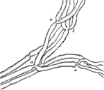 Small branch of a muscular nerve of the frog, near its termination, showing division of the fibers. Labels: a, into two; b, into three.
