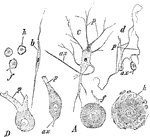 Different forms of ganglion cells. A, a, round ball-shaped unipolar cell from the human Gasserian ganglion. Two cells only show the process f; b, spindle shaped; c, multipolar ganglion cell from he spinal cord of the ox. d, D, Purkinjee ganglion cells from human cerebellum; ax, axis cylinder process; p, protoplasmic process; h, h, two cells surrounded with a nucleated sheath.