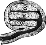 The corpuscles of Grandy have been noticed in the beaks and tongues of birds. They consist of corpuscles oval or spherical, contained within a delicate nucleated sheath, and containing several cells, tow or more compressed vertically. The cells are granular and transparent, with a nucleus. The nerve enter on one side and, laying aside its medullary sheath, terminated in or between the cells. Show is a corpuscle of Grandy, from the tongue of a duck.