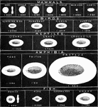 The illustration exhibits the typical characters of the red blood cells in the main divisions of Vertbrata. The fractions are those of an inch, and represent the average diameter. In the case of the oval cells, only the long diameter is here given. It is remarkable, that although the size of the red blood cells varies so much in the different classes of the vertebrate kingdom, that of the white corpuscles remains comparatively uniform, and thus are, in some animals, much greater, in others much less than the red corpuscles existing side by side with them.