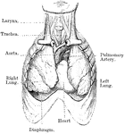 View of heart and lungs in situ. The front portion of the chest wall, and the outer or parietal layers of the pleurae and pericardium have been removed. The lungs are partly collapsed.