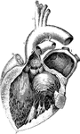 The left auricle and ventricle opened and a part of their anterior and left walls removed. The pulmonary artery has been divided at its commencement; the opening into the left ventricle is carried a short distance into the aorta between two of the segments of the semilunar valves; and the left part of the auricle with its appendix has been removed. The right auricle is out of view. Labels: 1, the two right pulmonary veins cut short; their opening are seen within the auricle; 1' , placed within the cavity of the auricle on the left side of the septum and on the right side and on the part which forms the remains of the valve of the foramen ovale, of which the crescentic fold is seen towards the left hand of 1'; 2, a narrow portion of the wall of the auricle and ventricle preserved round the auriculo-ventricular orifice; 3, 3', the cut surface of the walls of the ventricle, seen to become very much thinner towards 3", at the apex; 4, a small part of the anterior wall of the left ventricle which has been preserved with the principle anterior columna carnea or musculus papillaris attached to it; 5. ,musculi papillares; 5', the left side of the septum, between the two ventricles, within the cavity of the left ventricle; and above the three segments of its semilunar valve which are hanging loosely together; 7', the exterior of the great aortic sinus; 8, the root of the pulmonary artery and its semilunar valves; 8' the separated portion of the pulmonary artery remaining attached to the aorta by 9, the cord of the ductus arteriosus; 10, the arteries rising from the summit of the aortic arch.