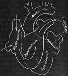 A diagram of the circulation through the heart.