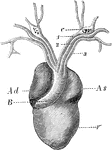 The heart of a frog (Rana esculenta) from the front. Labels: V, ventricle, Ad, right auricle; As, left auricle; B, bulbus arteriosus, dividing into right and left aorta.