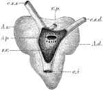 The heart of a frog (Rana esculenta) from the back. Labels: s.v., sinus venosus opened; c.s.s., left vena cava superior; c.s.d., right vena cava superior; c.i., vena cava inferior; v.p., vena pulmonales; A.d., right auricle; A.s., left auricle; A.p., opening of communication between the right auricle and the sinus venosus.