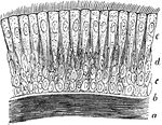 Ciliary epithelium of the human trachea. Labels: a, layer of longitudinally arranged elastic fibers; b, basement membrane; c, deepest cells, circular in form; d, intermediate elongated cells; e, outermost layer of cells fully developed and bearing cilia.