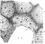 From a section of the lung of a cat, stained with silver nitrate. Labels: A. D., alveolar duct or intercellular passage; S, alveolar septa; N, alveoli or air cells, lined with large flat, nucleated cells, with some smaller polyhedral nucleated cells; M, Unstriped muscular fibers. Circular muscular fibers are seem surrounding the interior of the alveolar duct, and at one part is seen a group of small polyhedral cells continued from the bronchus.