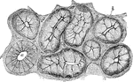 A section of the submaxillary gland of a dog. Showing gland cells, b, and a duct, a, in section.