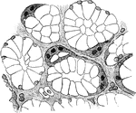 From the section through a mucous gland in a quiescent state. The alveoli are lined with transparent mucous cells, and outside these are the semilunes.