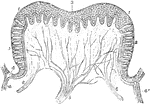 Vertical section of a circumvallate papilla of the calf. Labels: 1 and 3, epithelial layers covering it; 2, taste goblets; 4 and 4', duct of serous gland opening out into the pit in which papilla is situated; 5 and 6, nerves ramifying within the papilla.