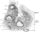A tonsil consists of an elevation of the mucous membrane presenting 12 to 15 orifices which lead into crypts or recesses, in the walls of which are placed nodules of adenoid or lymphoid tissue. Shown is a vertical section through a crypt of the human tonsil. Labels: 1, entrance to the crypt; 2 and 3, the framework or adenoid tissue; 4, the enclosing fibrous tissue; a and b, lymphatic follicles; 5 and 6, blood vessels.