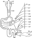 Diagrammatic representation of the nerves of the alimentary canal. Oe to Rct, the various parts of the alimentary canal from esophagus to rectum: L.V, left vagus, ending in front of stomach; rl, recurrent laryngeal nerve, supplying upper part of esophagus; R.V, right vagus, joining left vagus in esophageal plexus; oe.pl., supplying the posterior part of the stomach , and continues at R'V' to join the solar plexus, here represented by a single ganglion, and connected with the inferior mesenteric ganglion m.gl.: a, branches from the solar plexus to stomach and small intestine , and from the mesenteric ganglia and rami communicantes; r.c., belonging to dorsal nerves from the 6th to the 9th (or 10th); Spl.min., small splanchnic nerve similarly from the 10th and 11th dorsal nerves. These both join the solar plexus, and thence make their way to the alimentary canal; c.r., nerves from the ganglia, &c., belonging to 11th and 12th dorsal and 1st and 2nd lumbar nerves, proceeding to the inferior mesenteric ganglia (or plexus), m.gl., and thence by the hypogastic nerve, n.hyp., and the hypogastric nerve, n.hyp., and the hypogastric plexus, pl.hyp., to the circular muscles of the rectum; 1.r., nerves from the 2nd and 3rd sacral nerves, S.2, S.3 (nervi erigentes) proceeding by the hypogastric plexus to the longitudinal muscles of the rectum.