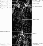 Diagram of the principle groups of the Lymphatic vessels.