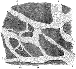 Lymphatics of central tendon of rabbit's diaphragm, stained with silver nitrate. The ground substance has been shaded diagrammatically to bring out the lymphatic clearly. Lymphatics, l, lined by long narrow endothelial cells, and showing valves, v, at frequent intervals.