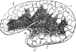 Section of a mesenteric gland from the ox. Labels: a, Hilus; b, medullary substance; c, cortical substance with indistinct alveoli; d, capsule.
