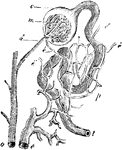 Relation of the Malpighian body to the uriniferous ducts and blood vessels. Labels: a, one of the interlobular arteries; a', afferent artery passing into the glomerulus; c, capsule of the Malpighian body, forming the termination of and continuous with t, the uriniferous tube; e', efferent vessels which subdivide in the plexus; p, surrounding the tube, and finally terminate in the branch of the renal vein, e.
