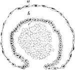 Transverse section of a developing Malpighian capsule and tuft from a fetus at about the fourth month. Labels: a, flattened cells growing to form the capsule; b, more rounded cells; continuos with the above, reflected around c, and finally enveloping it; c, mass of embryonic cells which later become developed into blood vessels.
