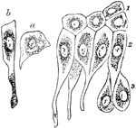 Epithelium of the bladder. Labels: a, one of the cells of the first row; b, a cell of the second row; c, cells in situ, of first, second, and deepest layers.
