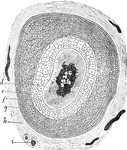 Transverse section of a hair and hair follicle made below the opening of the sebaceous gland. Labels: a, medulla or pith of the hair; b, fibrous layer or cortex; c, cuticle; d, Huxley's layer; e, Henle's layer of internal root sheath; f and g, layers of external root sheath, outside of g is a light layer, or "glassy membrane" which is equivalent to the basement membrane; h, fibrous coat of hair sac; i, vessels.