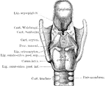 The larynx seen from behind after the removal of the muscles. The cartilages and ligaments only remain.